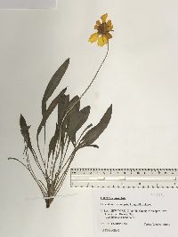 Coreopsis lanceolata image