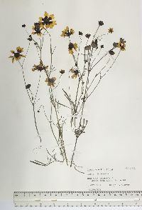 Coreopsis tinctoria image