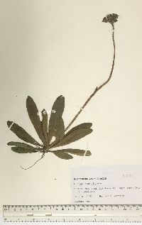 Hieracium aurantiacum image