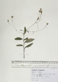 Hieracium paniculatum image