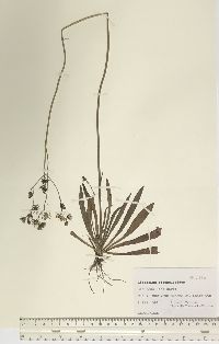 Hieracium piloselloides image