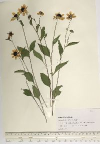 Rudbeckia triloba image