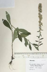 Solidago bicolor image