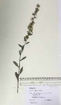 Solidago bicolor image