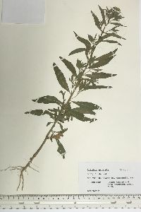 Solidago puberula image