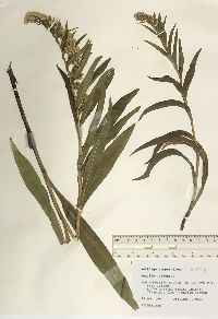 Solidago sempervirens image