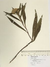 Solidago sempervirens image