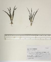 Sagittaria graminea image