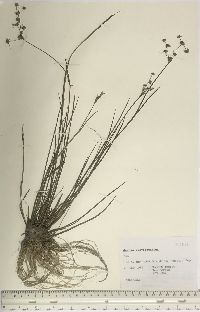 Juncus brevicaudatus image