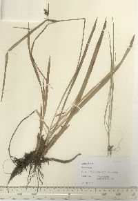 Carex bullata image