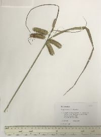 Carex comosa image