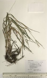 Carex leptonervia image