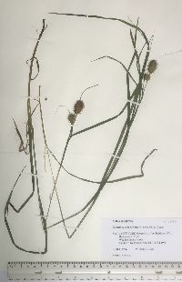 Carex squarrosa image