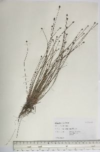 Eleocharis ovata image