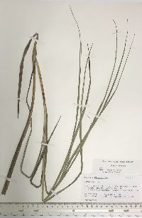 Schoenoplectus fluviatilis image