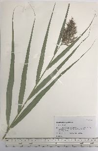 Phragmites australis image