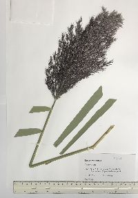 Phragmites australis image