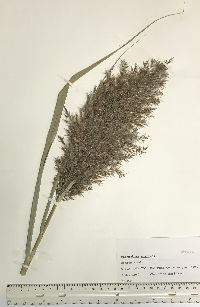 Phragmites australis image