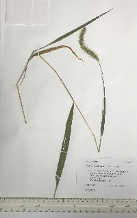 Setaria faberi image