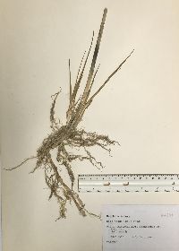 Spartina patens image