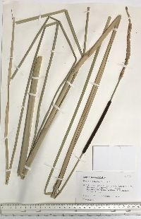 Typha angustifolia image