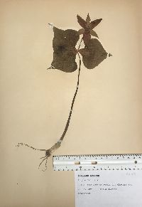 Trillium erectum image