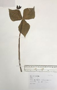 Trillium erectum image