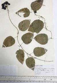 Smilax herbacea image