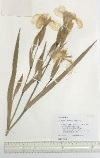 Iris pseudacorus image