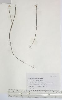 Sisyrinchium atlanticum image