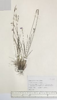 Sisyrinchium mucronatum image