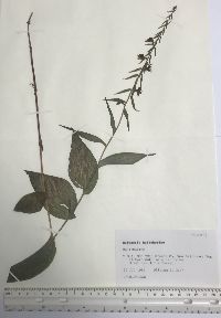 Epipactis helleborine image