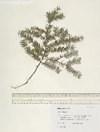 Tsuga canadensis image