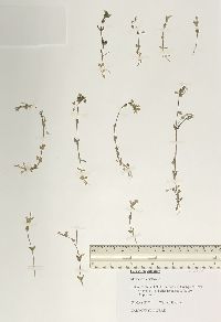 Cerastium fontanum subsp. vulgare image