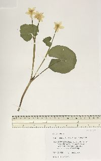 Caltha palustris image