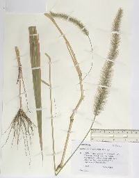 Setaria faberi image