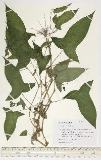 Persicaria arifolia image