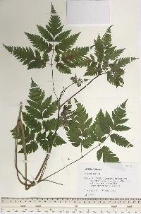 Angelica triquinata image