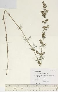 Galium cryptanthum image