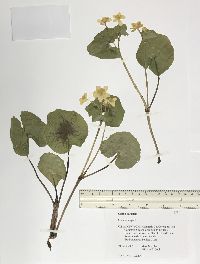 Caltha palustris image