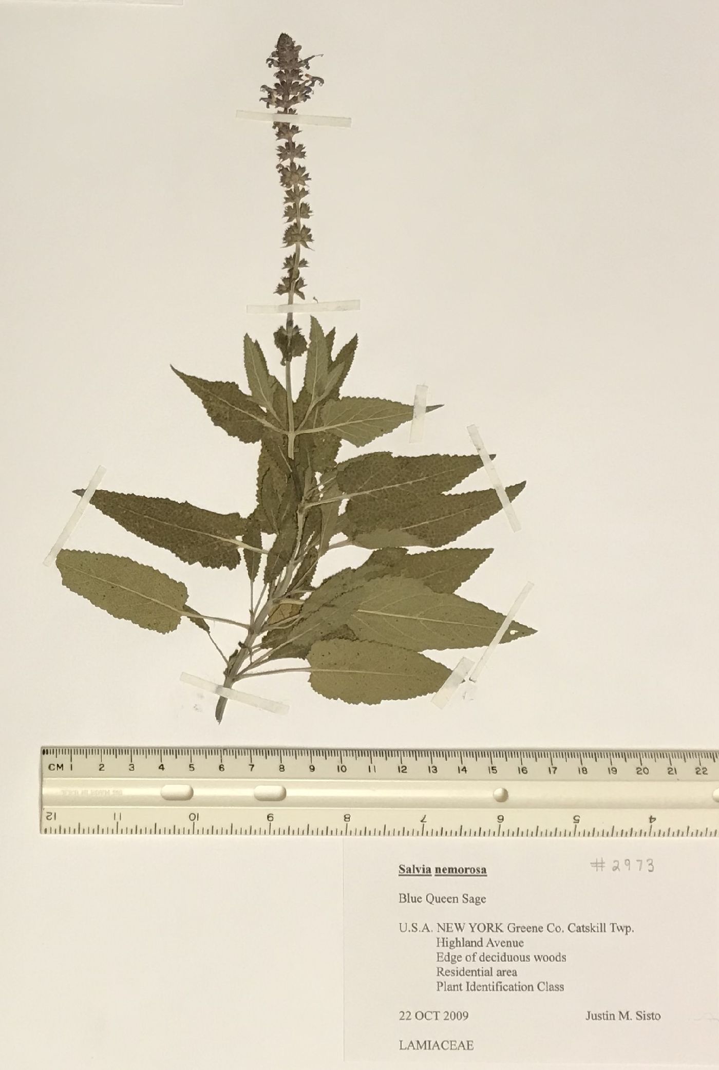 Salvia x sylvestris image