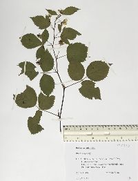 Rubus occidentalis image