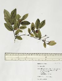 Lonicera canadensis image