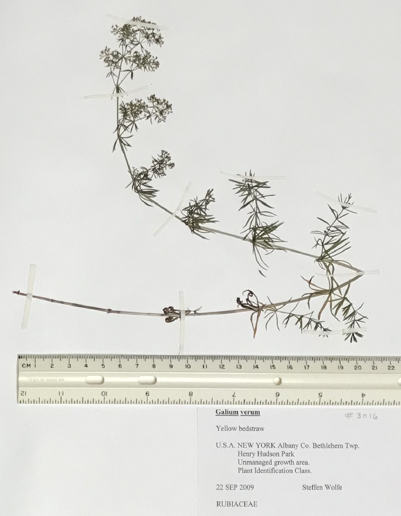 Galium cryptanthum image