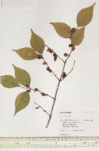 Lonicera maackii image