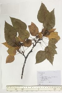 Pyrus calleryana image