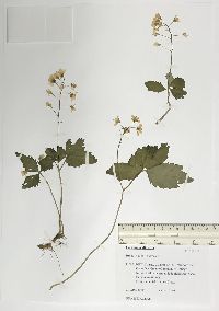 Cardamine diphylla image