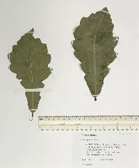 Quercus bicolor image