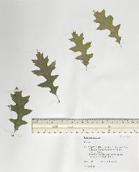 Quercus palustris image