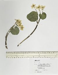 Caltha palustris image